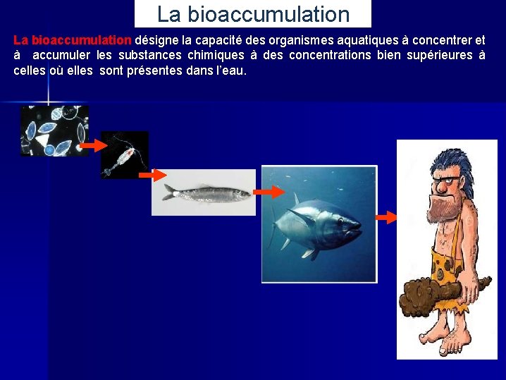 La bioaccumulation désigne la capacité des organismes aquatiques à concentrer et à accumuler les