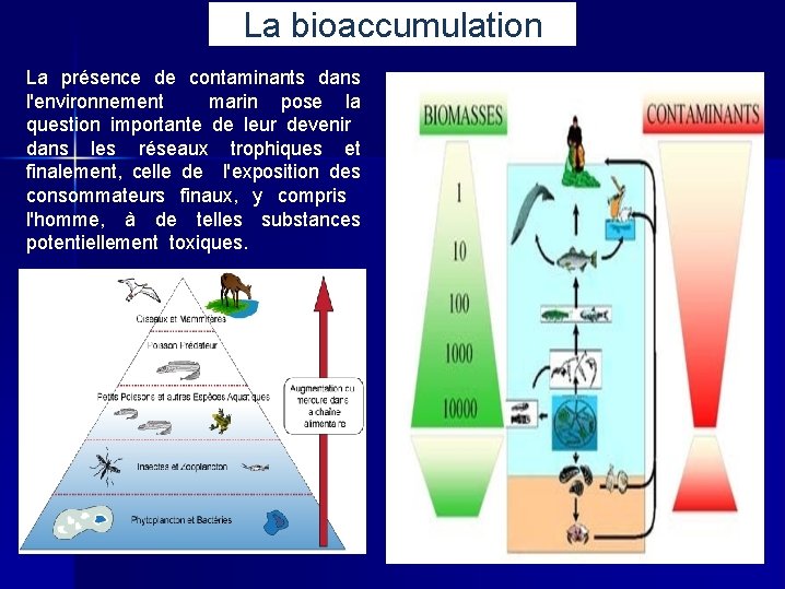 La bioaccumulation La présence de contaminants dans l'environnement marin pose la question importante de
