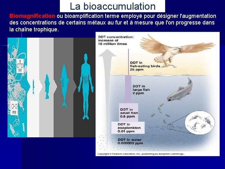 La bioaccumulation Biomagnification ou bioamplification terme employé pour désigner l'augmentation des concentrations de certains