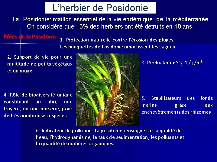 L’herbier de Posidonie La Posidonie: maillon essentiel de la vie endémique de la méditerranée