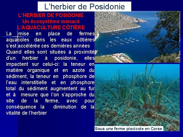 L’herbier de Posidonie L’HERBIER DE POSIDONIE Un écosystème menacé L’AQUACULTURE CÔTIÈRE La mise en