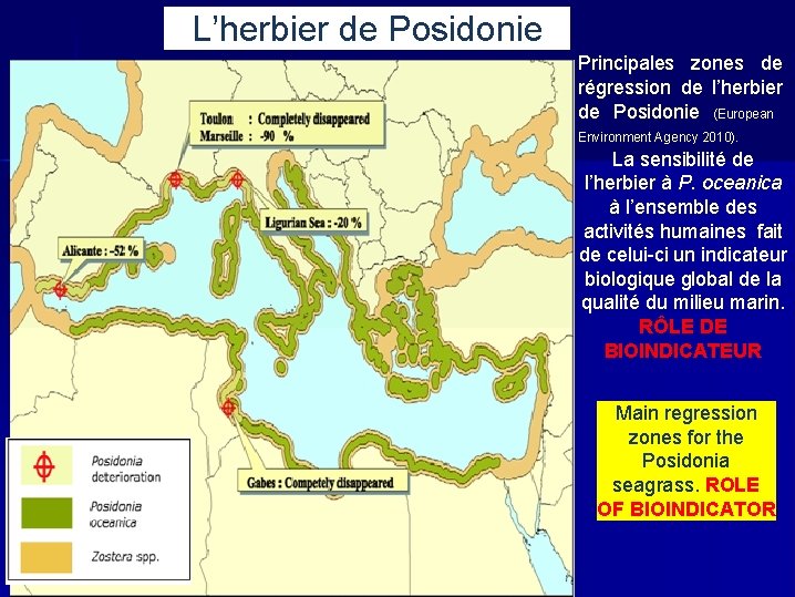 L’herbier de Posidonie Principales zones de régression de l’herbier de Posidonie (European Environment Agency