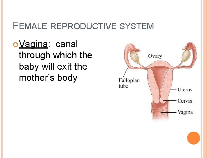 FEMALE REPRODUCTIVE SYSTEM Vagina: canal through which the baby will exit the mother’s body