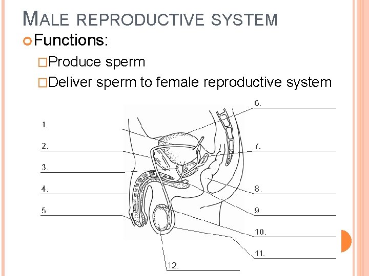 MALE REPRODUCTIVE SYSTEM Functions: �Produce sperm �Deliver sperm to female reproductive system 