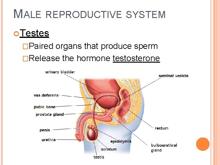MALE REPRODUCTIVE SYSTEM Testes �Paired organs that produce sperm �Release the hormone testosterone 
