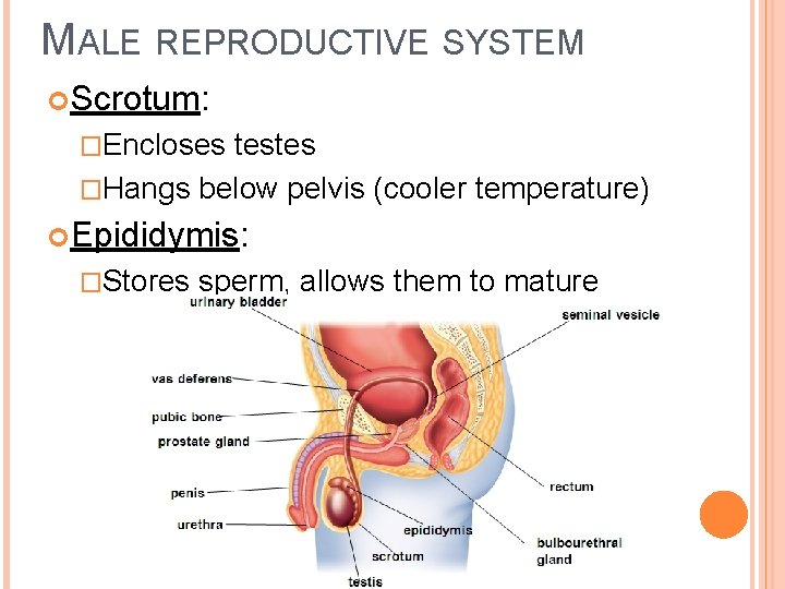 MALE REPRODUCTIVE SYSTEM Scrotum: �Encloses testes �Hangs below pelvis (cooler temperature) Epididymis: �Stores sperm,