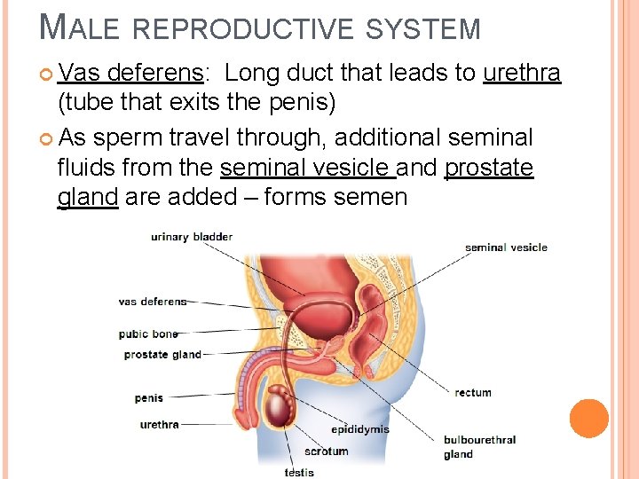 MALE REPRODUCTIVE SYSTEM Vas deferens: Long duct that leads to urethra (tube that exits