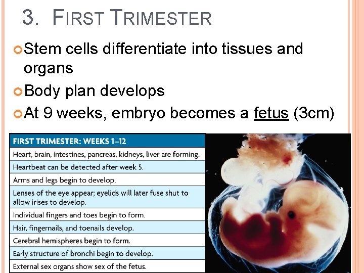 3. FIRST TRIMESTER Stem cells differentiate into tissues and organs Body plan develops At