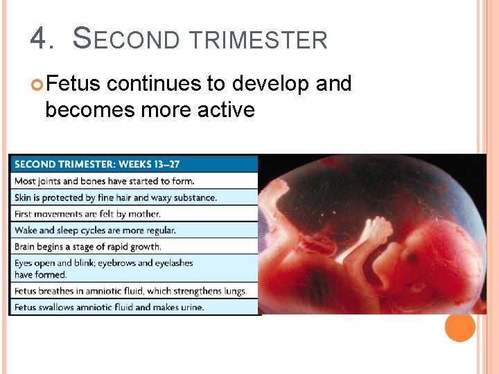4. SECOND TRIMESTER Fetus continues to develop and becomes more active 