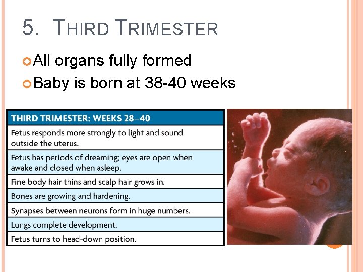 5. THIRD TRIMESTER All organs fully formed Baby is born at 38 -40 weeks