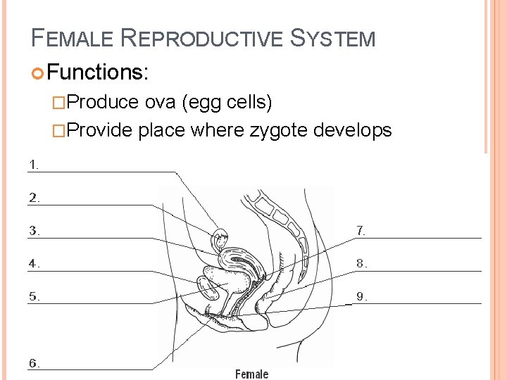 FEMALE REPRODUCTIVE SYSTEM Functions: �Produce ova (egg cells) �Provide place where zygote develops 