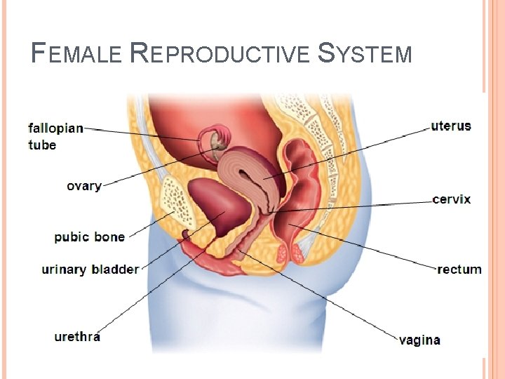 FEMALE REPRODUCTIVE SYSTEM 