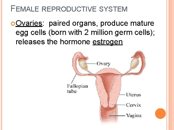 FEMALE REPRODUCTIVE SYSTEM Ovaries: paired organs, produce mature egg cells (born with 2 million