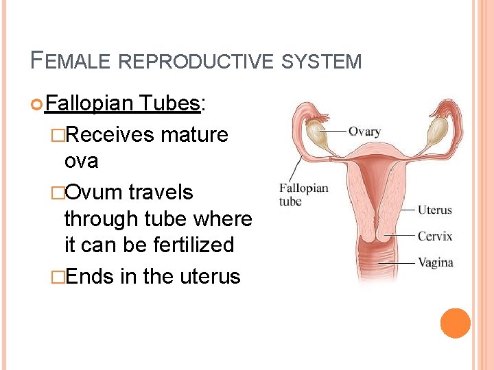 FEMALE REPRODUCTIVE SYSTEM Fallopian Tubes: �Receives mature ova �Ovum travels through tube where it