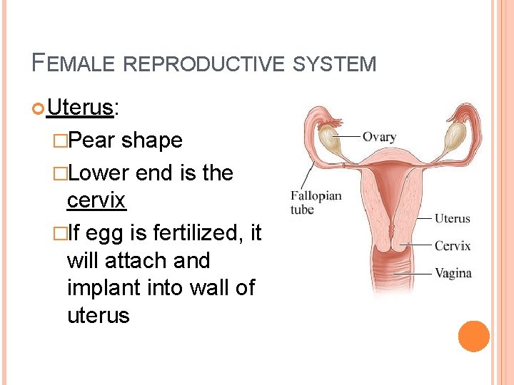 FEMALE REPRODUCTIVE SYSTEM Uterus: �Pear shape �Lower end is the cervix �If egg is