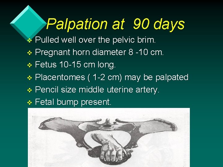 Palpation at 90 days Pulled well over the pelvic brim. v Pregnant horn diameter