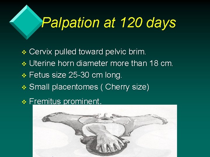 Palpation at 120 days Cervix pulled toward pelvic brim. v Uterine horn diameter more