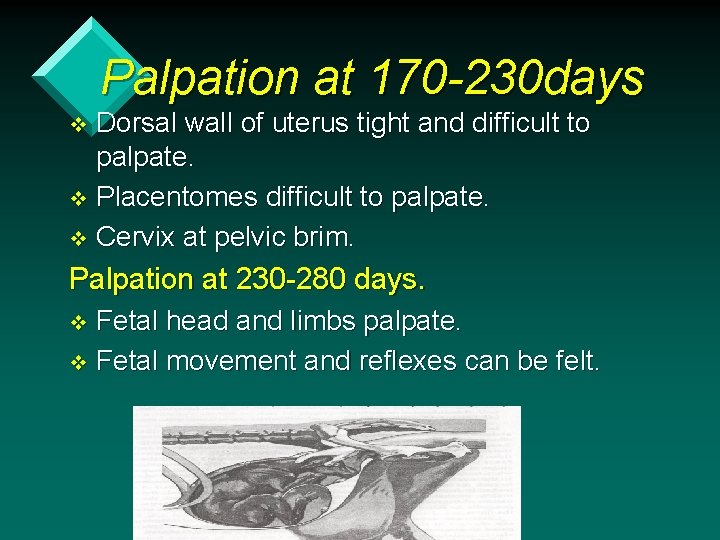 Palpation at 170 -230 days Dorsal wall of uterus tight and difficult to palpate.