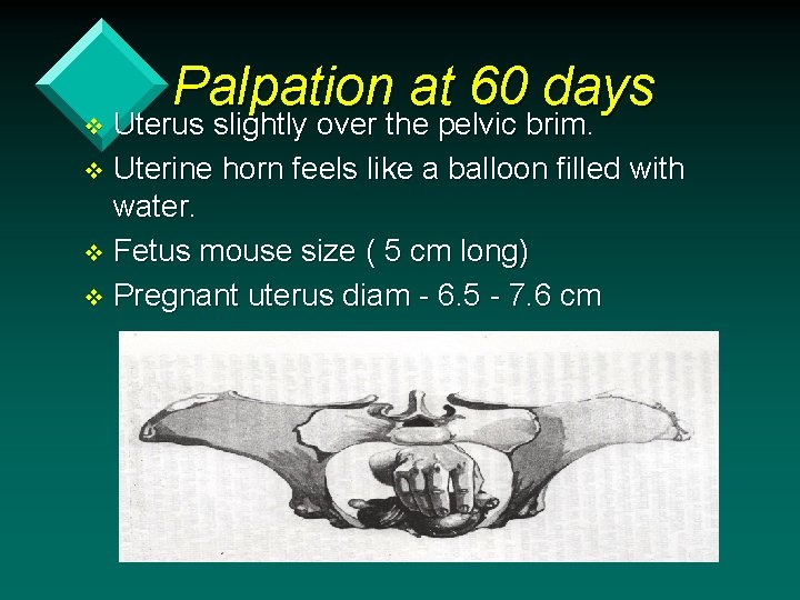 Palpation at 60 days Uterus slightly over the pelvic brim. v Uterine horn feels