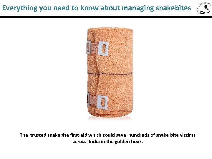 Everything you need to know about managing snakebites The trusted snakebite first-aid which could