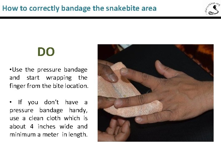 How to correctly bandage the snakebite area Saw-Scaled Viper DO • Use the pressure
