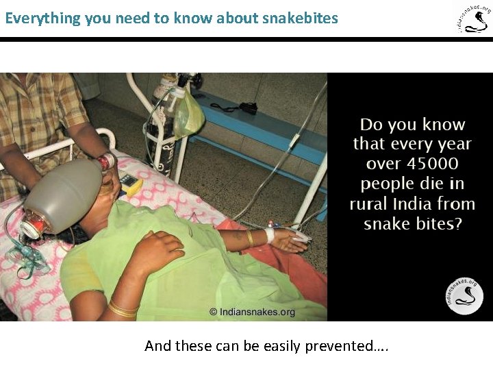 Everything you need to know about snakebites And these can be easily prevented…. 