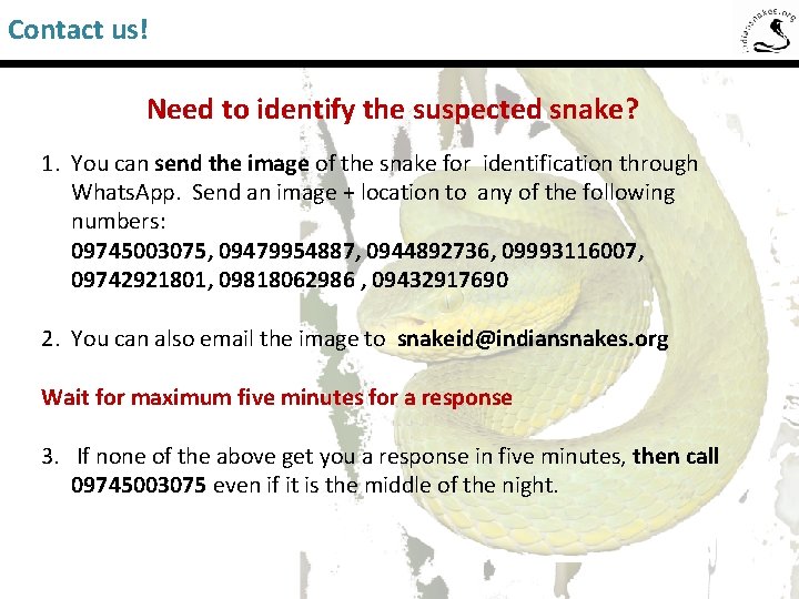 Contact us! Saw-Scaled Viper Need to identify the suspected snake? 1. You can send