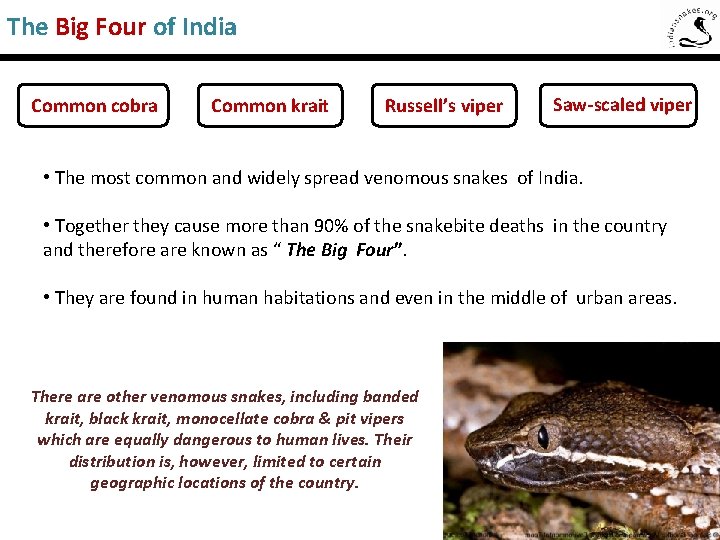The Big Four of India Common cobra Common krait Russell’s viper Saw-scaled viper •