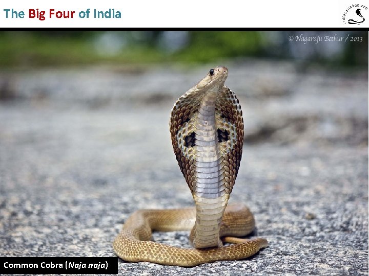 The Big Four of India Common Cobra (Naja naja) 