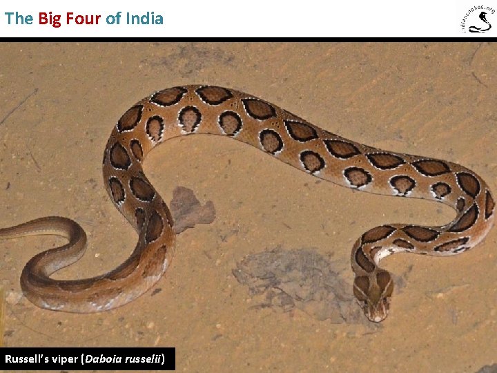 The Big Four of India Russell’s viper (Daboia russelii) 