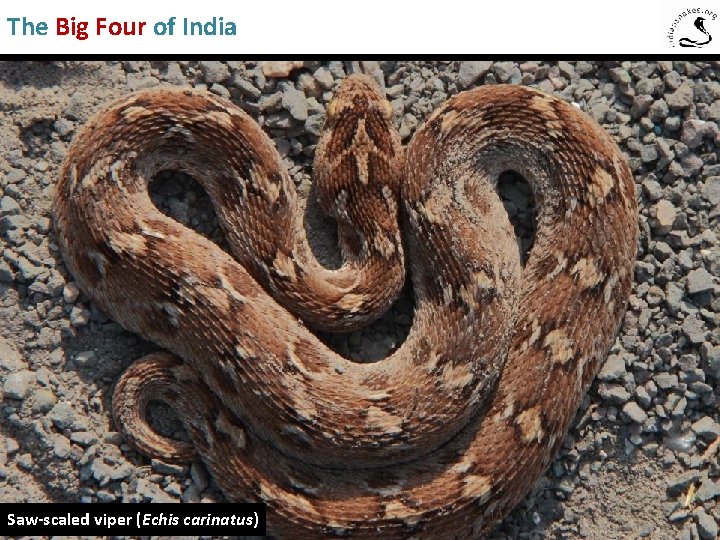 The Big Four of India Saw-Scaled Viper Saw-scaled viper (Echis carinatus) 