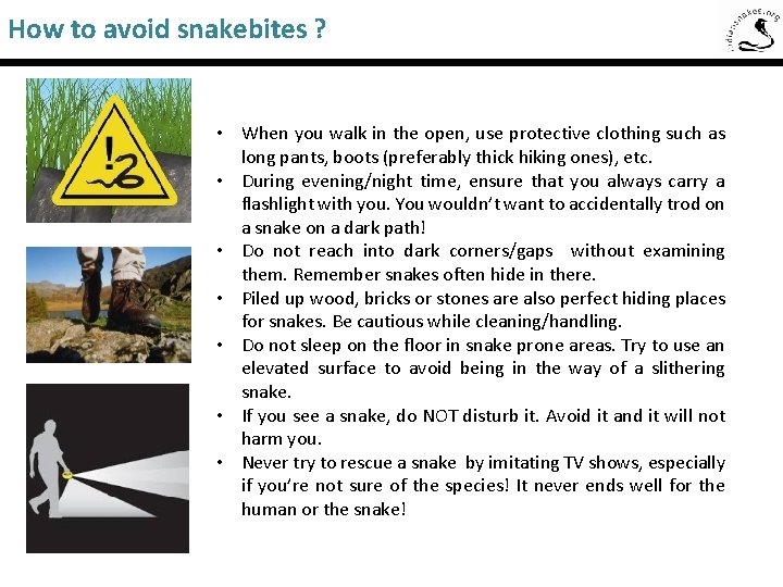 How to avoid snakebites ? Saw-Scaled Viper • When you walk in the open,