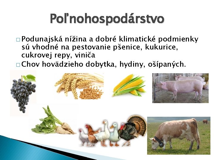 Poľnohospodárstvo � Podunajská nížina a dobré klimatické podmienky sú vhodné na pestovanie pšenice, kukurice,