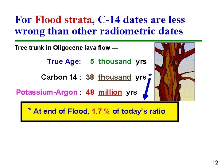 For Flood strata, C-14 dates are less wrong than other radiometric dates Tree trunk