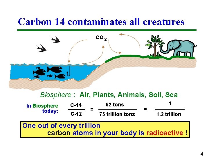 Carbon 14 contaminates all creatures CO 2 Biosphere : Air, Plants, Animals, Soil, Sea