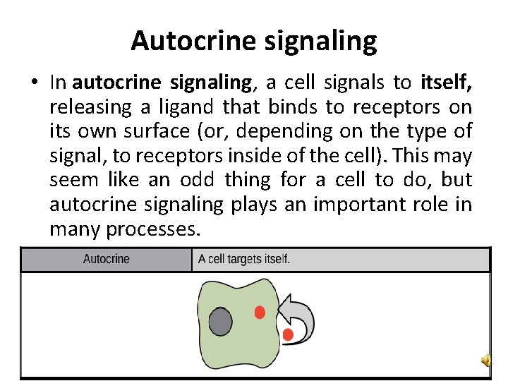Autocrine signaling • In autocrine signaling, a cell signals to itself, releasing a ligand