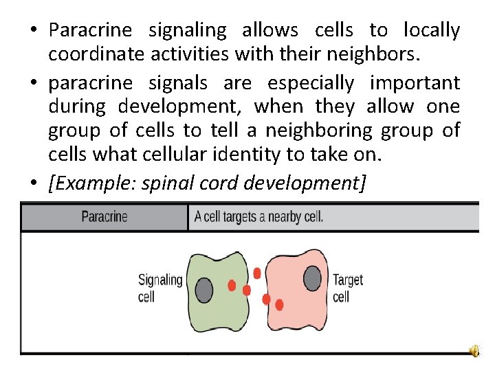  • Paracrine signaling allows cells to locally coordinate activities with their neighbors. •