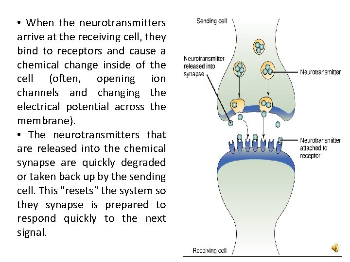  • When the neurotransmitters arrive at the receiving cell, they bind to receptors