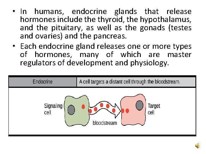  • In humans, endocrine glands that release hormones include thyroid, the hypothalamus, and