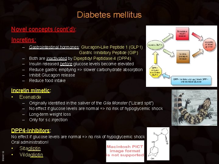 Diabetes mellitus Novel concepts (cont’d): Incretins: – Gastrointestinal hormones: Glucagon-Like Peptide 1 (GLP 1)