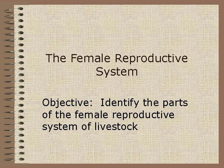 The Female Reproductive System Objective: Identify the parts of the female reproductive system of