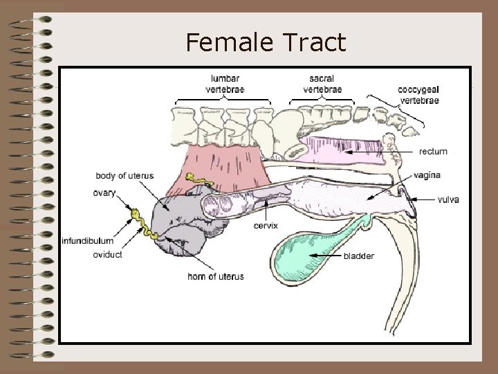 Female Tract 