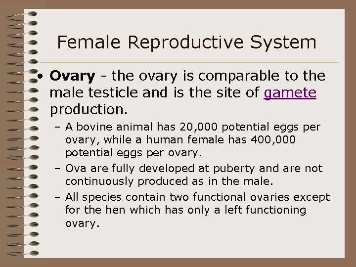 Female Reproductive System • Ovary - the ovary is comparable to the male testicle
