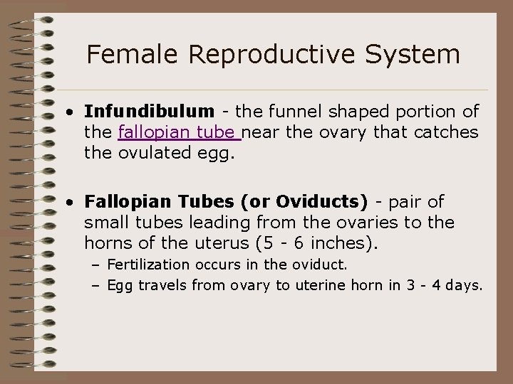 Female Reproductive System • Infundibulum - the funnel shaped portion of the fallopian tube