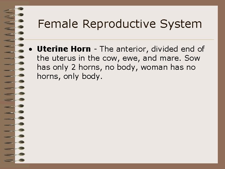Female Reproductive System • Uterine Horn - The anterior, divided end of the uterus