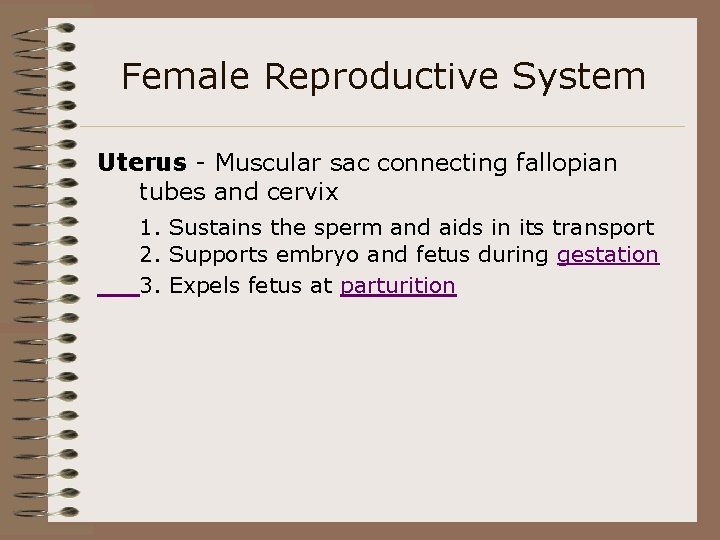 Female Reproductive System Uterus - Muscular sac connecting fallopian tubes and cervix 1. Sustains