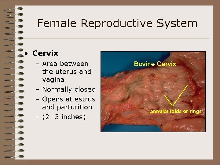 Female Reproductive System • Cervix – Area between the uterus and vagina – Normally