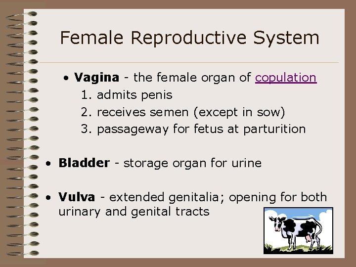 Female Reproductive System • Vagina - the female organ of copulation 1. admits penis