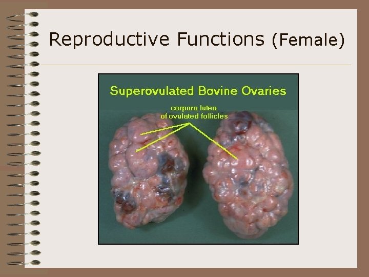 Reproductive Functions (Female) 