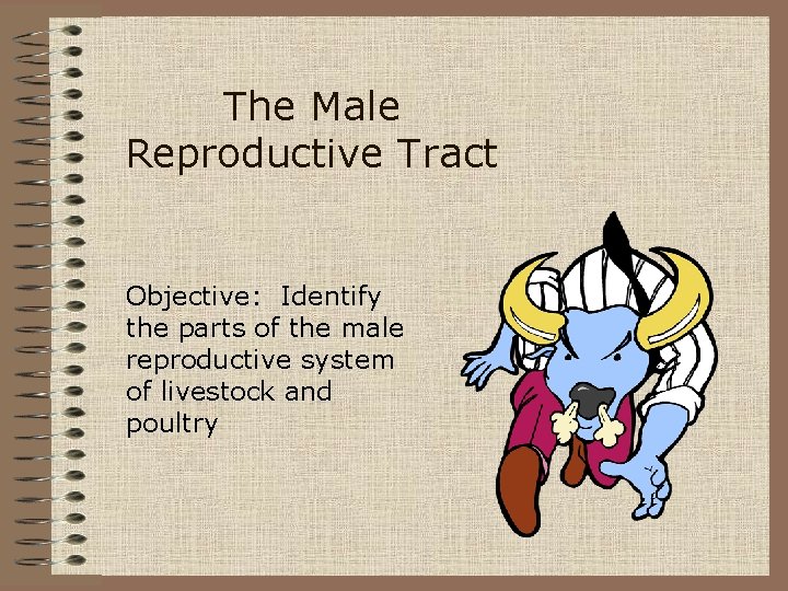 The Male Reproductive Tract Objective: Identify the parts of the male reproductive system of